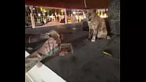 Nothing to see here - not a crazy cat lady feeding stray cats in Thailand :D